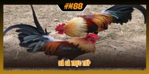 đá gà trực tiếp